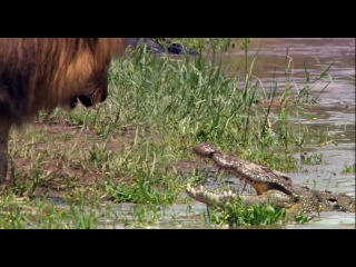 lion and crocodile